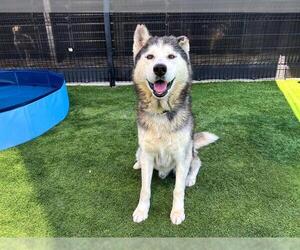 Siberian Husky Dogs for adoption in Orange, CA, USA