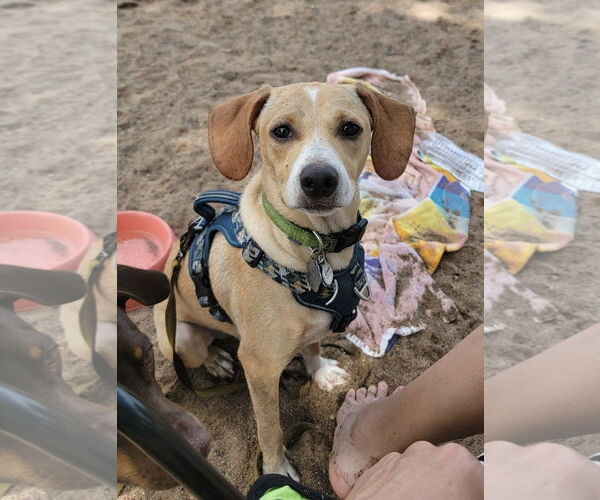 Medium Photo #5 Chihuahua-Unknown Mix Puppy For Sale in Crystal, MN, USA