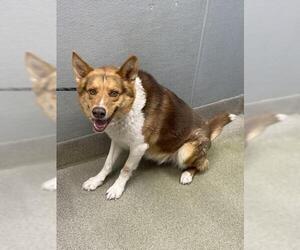 Australian Shepherd-German Shepherd Dog Mix Dogs for adoption in Las Vegas, NV, USA