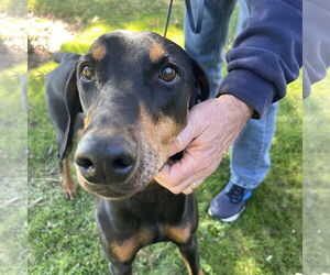 Doberman Pinscher-Unknown Mix Dogs for adoption in Chico, CA, USA