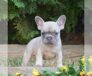 French Bulldog Puppy for sale in QUARRYVILLE, PA, USA