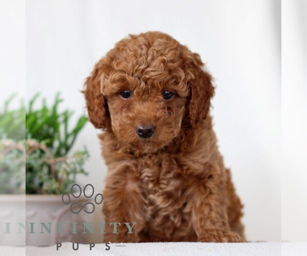 Medium Photo #1 Goldendoodle (Miniature) Puppy For Sale in NARVON, PA, USA
