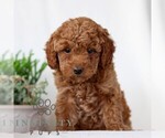 Small Goldendoodle (Miniature)