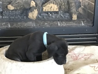 Daniff Puppy for sale in PRESCOTT, AZ, USA