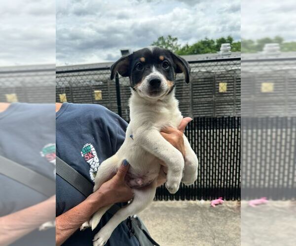 Medium Photo #1 Mutt Puppy For Sale in Elmsford, NY, USA