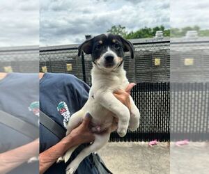 Mutt Dogs for adoption in Elmsford, NY, USA
