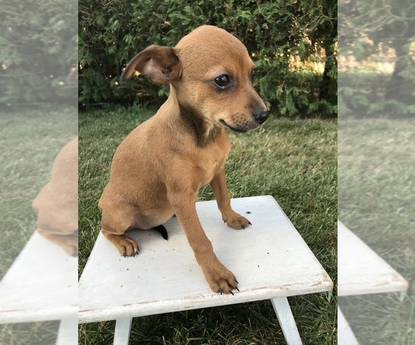 Medium Photo #2 Chihuahua Puppy For Sale in GOSHEN, IN, USA