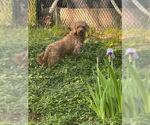 Small #3 Cockapoo
