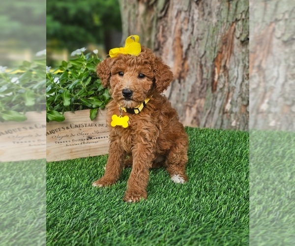 Medium Photo #3 Goldendoodle-Poodle (Miniature) Mix Puppy For Sale in INDIANAPOLIS, IN, USA