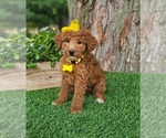 Small #2 Goldendoodle-Poodle (Miniature) Mix