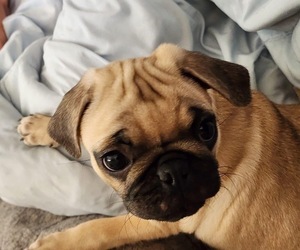 Pug Puppy for sale in BERWYN, IL, USA