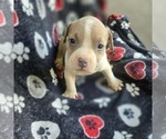Small Photo #5 American Bully Puppy For Sale in RICHMOND, VA, USA