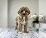 Small Goldendoodle