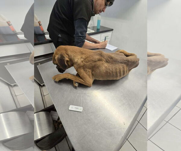 Medium Photo #5 Boxer Puppy For Sale in Dumont, NJ, USA