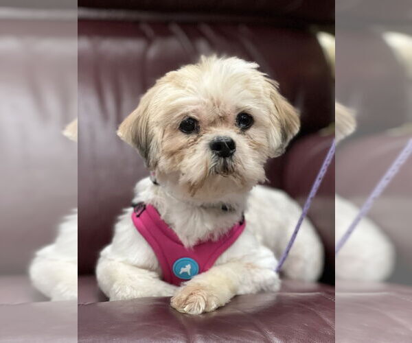 Medium Photo #6 Lhasa Apso-Unknown Mix Puppy For Sale in Mundelein, IL, USA