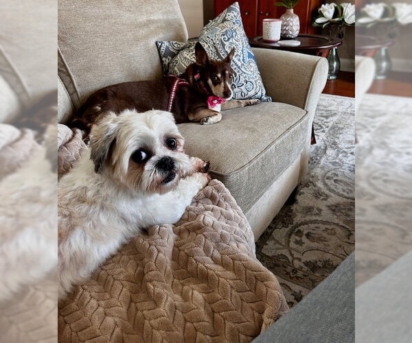 Medium Photo #4 Shih Tzu Puppy For Sale in Mount Laurel, NJ, USA