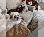 Small #3 Shih Tzu