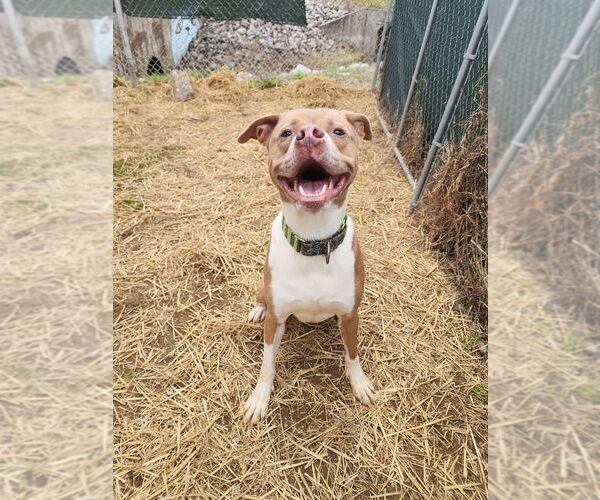 Medium Photo #3 Boxer-Unknown Mix Puppy For Sale in Evansville, IN, USA