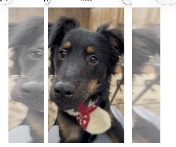 Medium Photo #4 Australian Shepherd-Unknown Mix Puppy For Sale in Dallas, TX, USA