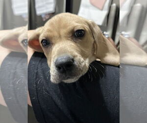 Coonhound-Unknown Mix Dogs for adoption in The Woodlands, TX, USA