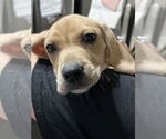 Small Coonhound Mix