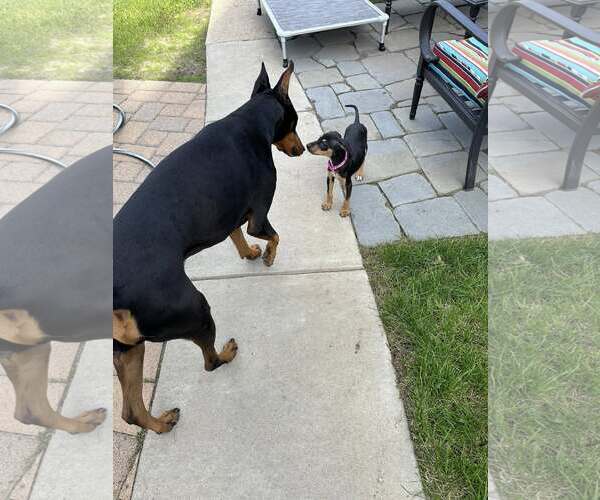 Medium Photo #11 Doberman Pinscher-Unknown Mix Puppy For Sale in Minneaoplis, MN, USA