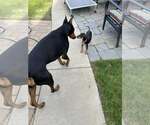 Small #10 Doberman Pinscher Mix