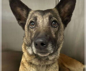 Mutt Dogs for adoption in Imlay City, MI, USA