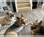 Small #9 German Shepherd Dog-Great Pyrenees Mix