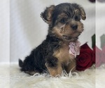 Small Photo #3 Morkie Puppy For Sale in ROCK STREAM, NY, USA