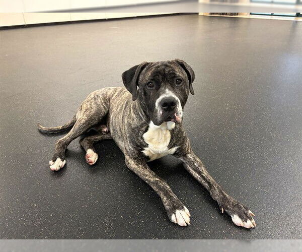Medium Photo #3 Mastiff-Unknown Mix Puppy For Sale in Pasadena, CA, USA
