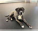 Small #2 Mastiff Mix