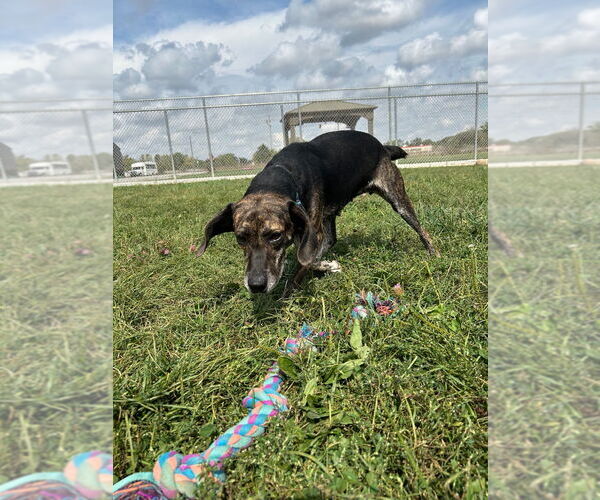 Medium Photo #4 Mountain Cur-Unknown Mix Puppy For Sale in Pierceton , IN, USA