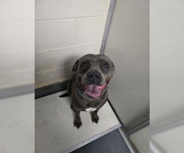 Medium Photo #1 Bullmastiff-Unknown Mix Puppy For Sale in Glen Allen, VA, USA