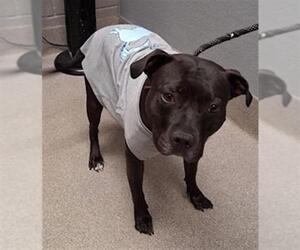 Mutt Dogs for adoption in Las Vegas, NV, USA