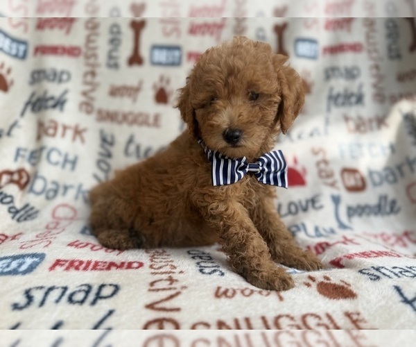 Medium Photo #3 Goldendoodle (Miniature) Puppy For Sale in LAKELAND, FL, USA