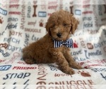 Small #2 Goldendoodle (Miniature)