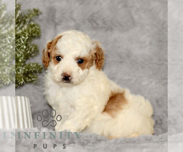 Medium Photo #3 Cavapoo Puppy For Sale in BIRD IN HAND, PA, USA