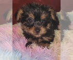 Small Photo #253 Yorkshire Terrier Puppy For Sale in AKRON, OH, USA