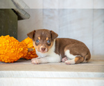 Puppy Ollie Fox Terrier (Toy)