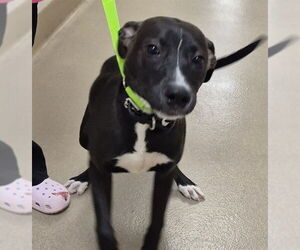 American Pit Bull Terrier Dogs for adoption in Decatur, IL, USA