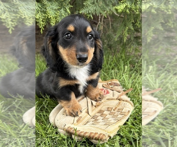 Medium Photo #1 Dachshund Puppy For Sale in MIDDLEBURY, IN, USA