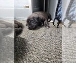 Small #1 Mastiff