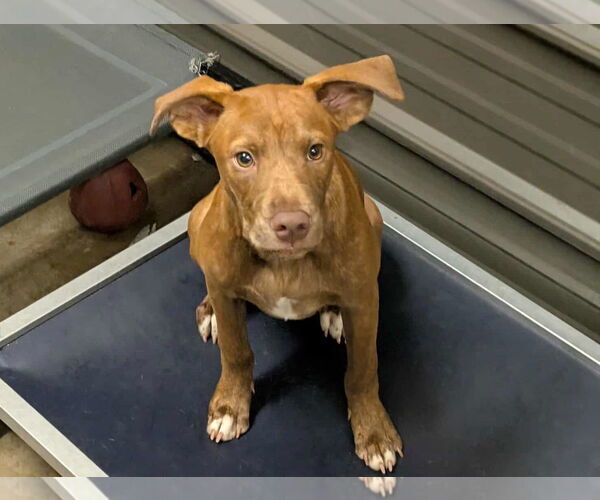 Medium Photo #2 Mountain Cur-Unknown Mix Puppy For Sale in Anniston, AL, USA