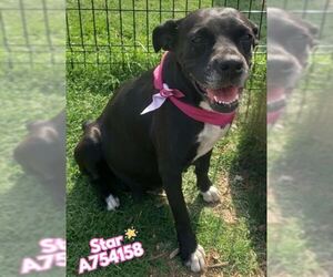 American Staffordshire Terrier-Labrador Retriever Mix Dogs for adoption in San Antonio, TX, USA