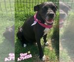 Small American Staffordshire Terrier-Labrador Retriever Mix