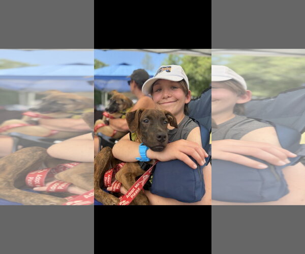 Medium Photo #6 Labrador Retriever-Unknown Mix Puppy For Sale in NYC, NY, USA