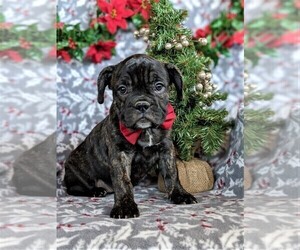 Beabull-French Bulldog Mix Puppy for sale in PEACH BOTTOM, PA, USA