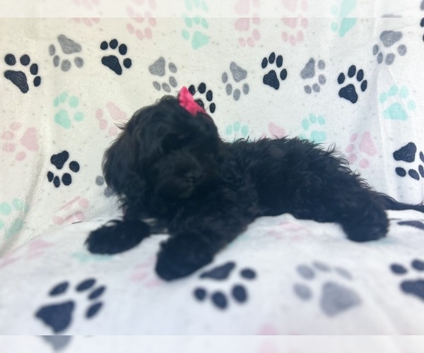 Medium Photo #7 ShihPoo Puppy For Sale in LAKELAND, FL, USA