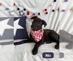 Small #1 Labrador Retriever Mix